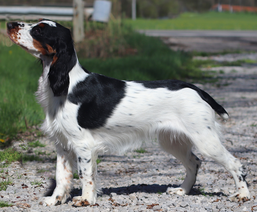 Killara's Lime in the Coconut 